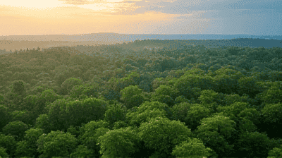 The Economic Benefits of Reforestation: Jobs, Timber, and Eco-Tourism